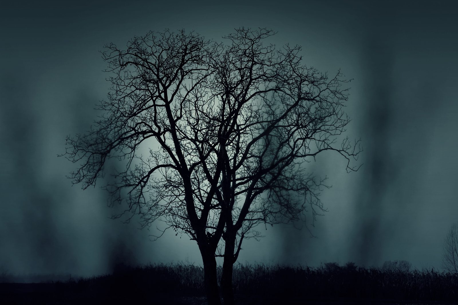 Fog settling over a dense Pine Barrens forest in New Jersey at dusk
